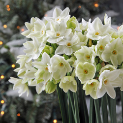 Paperwhites 'Ziva'